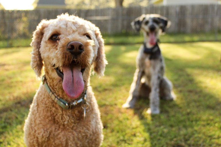 Image of a happy dog and cat with a shield symbol representing Pet Insurance, emphasizing coverage for veterinary expenses and care