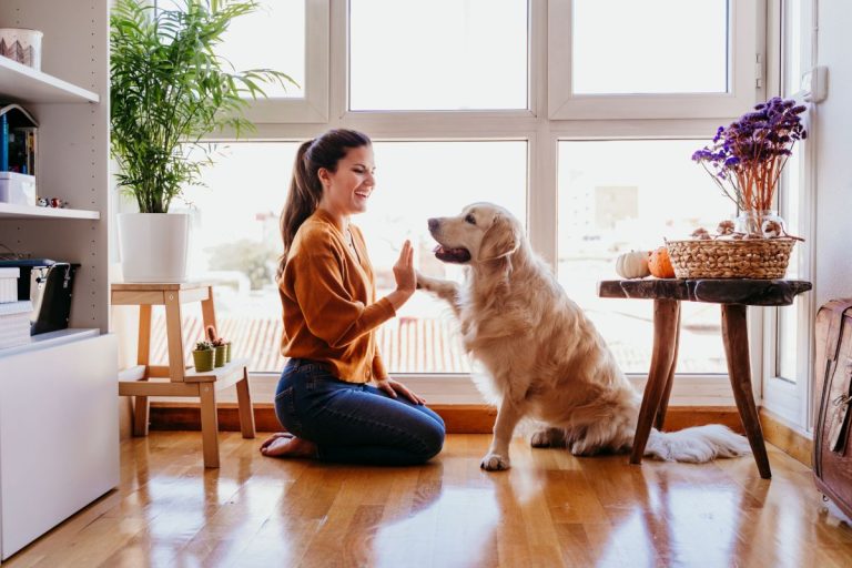 Dog and owner socializing and playing together at home, with the dog happily interacting and the owner engaged in a playful activity