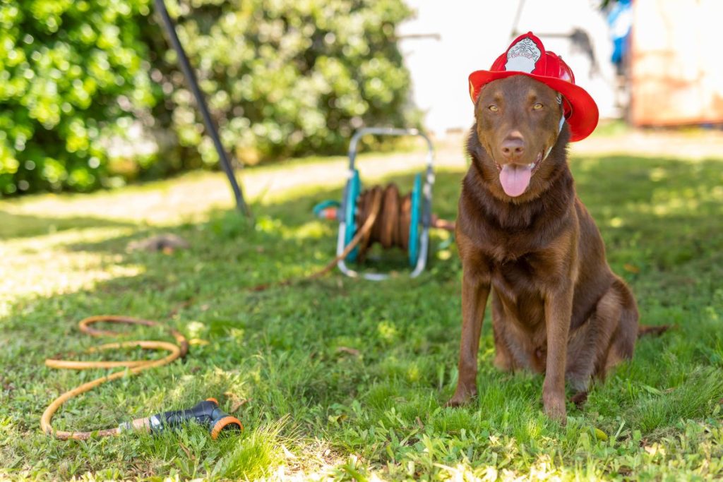 Pet Fire Safety