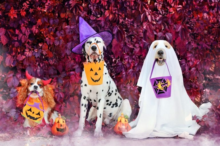 Happy dog wearing a festive costume, surrounded by Halloween decorations, symbolizing Halloween pet safety tips to keep pets calm and safe.